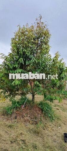 BÁN ĐẤT 2046M ĐANG TRỒNG SẦU RIÊNG LỘ 4M GIÁ 2,9 TỶ