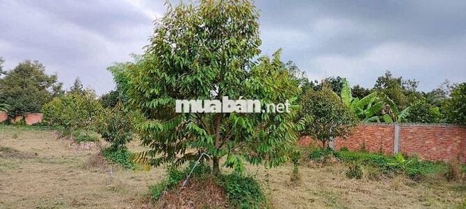 BÁN ĐẤT 2046M ĐANG TRỒNG SẦU RIÊNG LỘ 4M GIÁ 2,9 TỶ