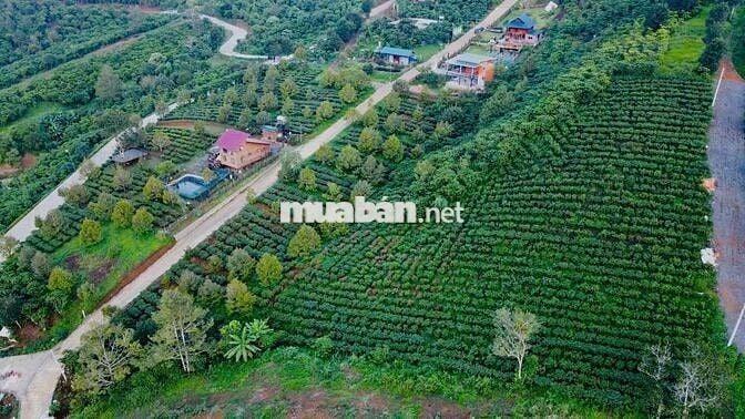 Booking Đợt 1 - Giá F0 - 1,95 tỷ/ Lô 1000m2 - Cách Cao Tốc 8p
