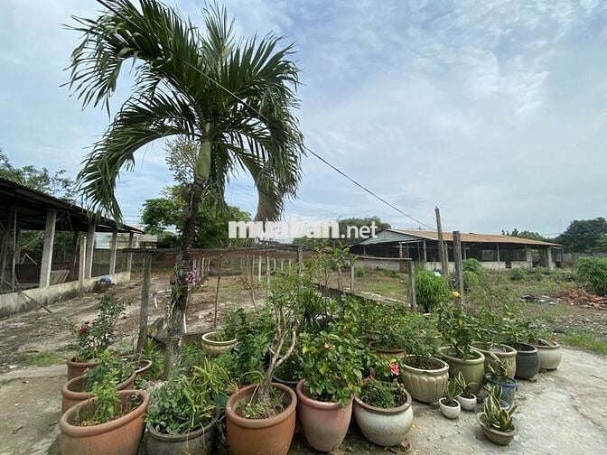 Bán 5009 m2 đất Ấp Rừng Dầu, xã Đức Lập, Tỉnh Tây Ninh