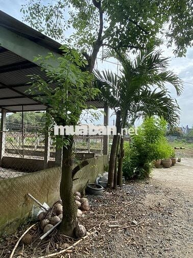 Bán 5009 m2 đất Ấp Rừng Dầu, xã Đức Lập, Tỉnh Tây Ninh