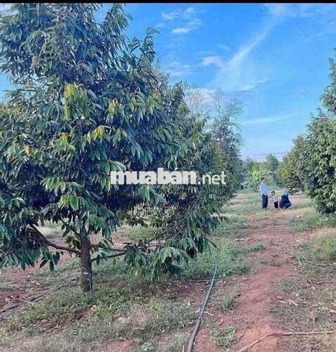 BÁN ĐẤT XÂY TRỌ GẦN KHU CÔNG NGHỆ CAO