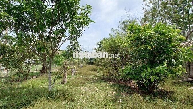 1700m2 đất xây nhà vườn, có 300m2 thổ cư