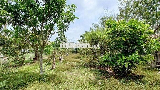 1700m2 đất xây nhà vườn, có 300m2 thổ cư