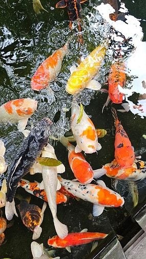 VIỆC LÀM PARTIME DÀNH CHO SINH VIÊN, LĐPT