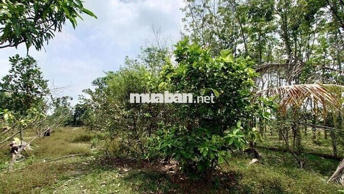 1700m2 đất xây nhà vườn, có 300m2 thổ cư