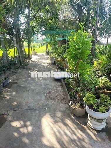 Cần bán lô đất wieu ruộng, cạnh sông