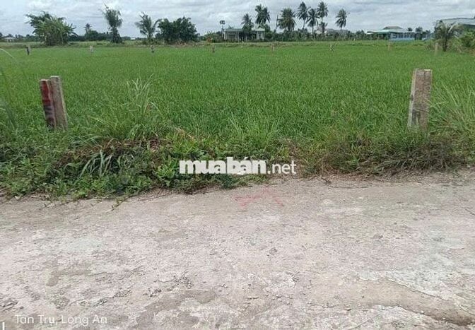🌟 BÁN GẤP – ĐẤT THỔ CƯ GIÁ TỐT – VÀO HẺM 300M 🌟