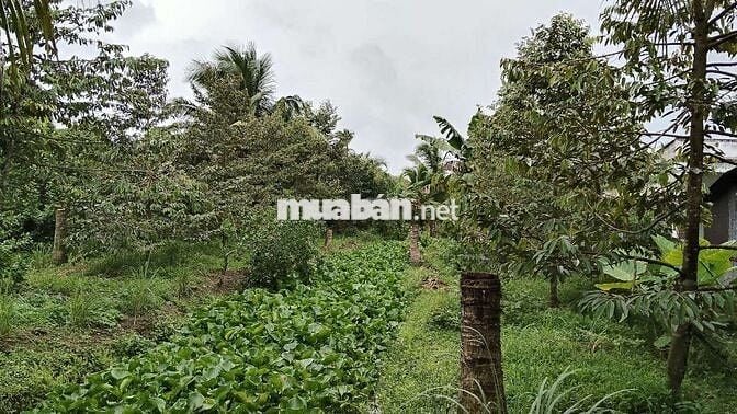 Đất và nền xây nhà cách chợ mỹ khánh 350m