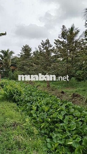 Đất và nền xây nhà cách chợ mỹ khánh 350m