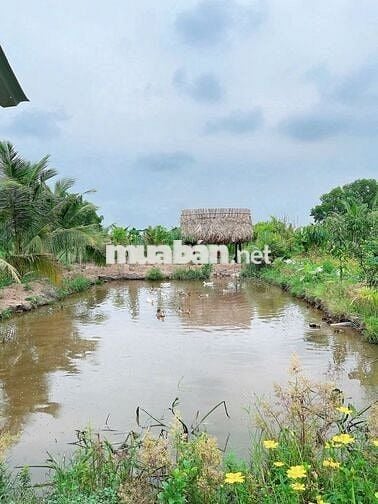 Nhà vườn 1774m2 xã Tân Thạnh Đông Củ Chi