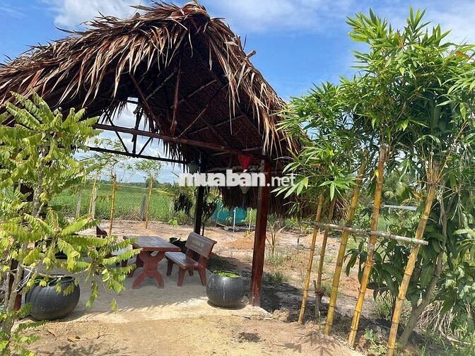 Nhà vườn 1774m2 xã Tân Thạnh Đông Củ Chi