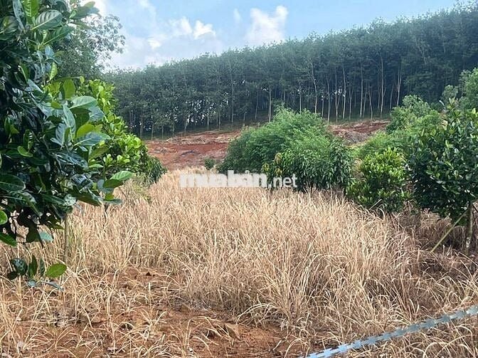 CHÍNH CHỦ KẸT TIỀN BÁN GẤP VƯỜN TRÁI CÂY 1000M2 GIÁ 250 TRIỆU