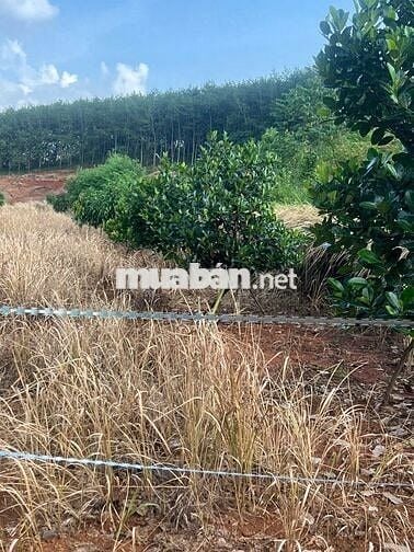 CHÍNH CHỦ KẸT TIỀN BÁN GẤP VƯỜN TRÁI CÂY 1000M2 GIÁ 250 TRIỆU