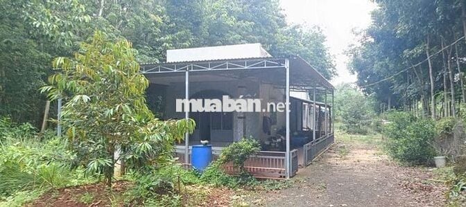 anh trai muốn chuyển công tác bán gấp nhà vườn 2000m2 giá 390tr