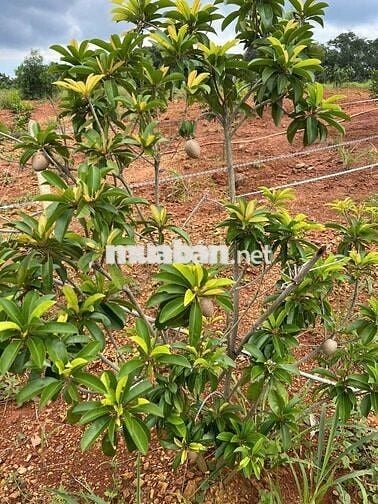 CHÍNH CHỦ KẸT TIỀN BÁN GẤP VƯỜN TRÁI CÂY 1000M2 GIÁ 250 TRIỆU