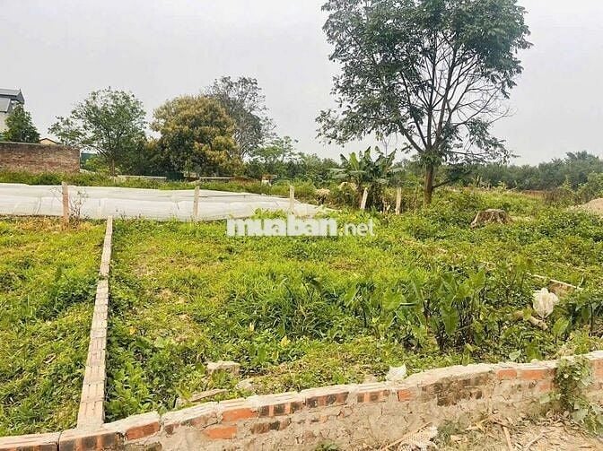Bán 50m bắc hồng cách 50m ra đường liên xã ô tô đỗ