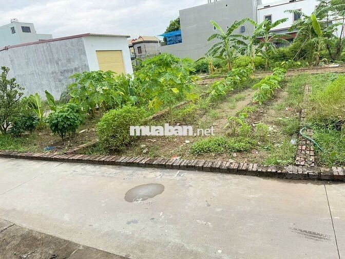 Chính chủ cần tiền gửi bán mảnh đất tại tổ 9 Quang Minh, Mê Linh.