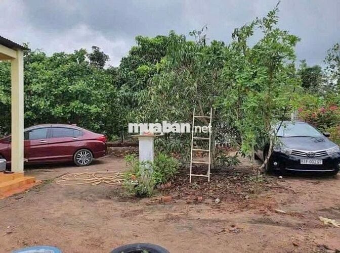 Chủ ra đi căn nhà vườn 2500m2 giá ngộp 550tr