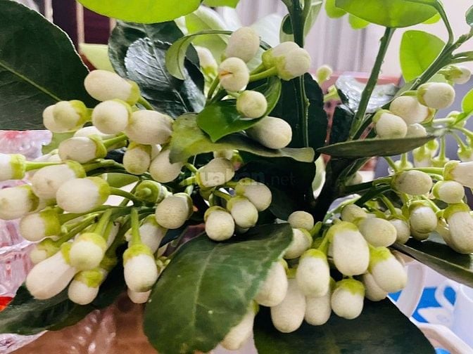 Cho thuê nhà tập thể 2 tầng ngay Bờ Hồ