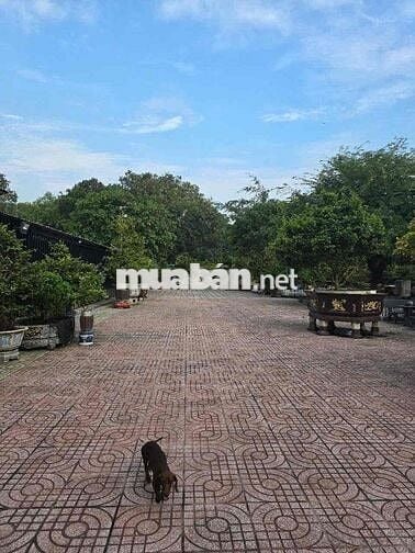 BÁN ĐẤT MẶT TIỀN CÂY DẦU – NHƠN TRẠCH, ĐỒNG NAI- DT:3045M2- GIÁ 22,5TY