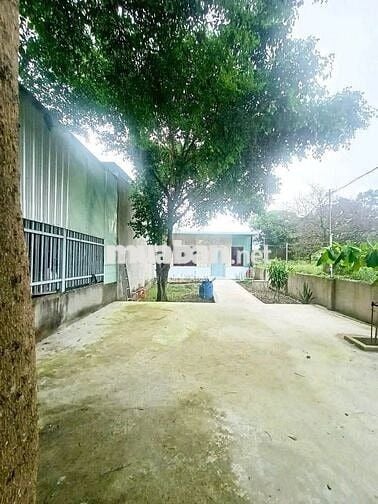 Bán gấp căn nhà nhỏ có vườn ở Đ. Tân Thới Nhì 1 (108m2 ) SHR giá 905tr