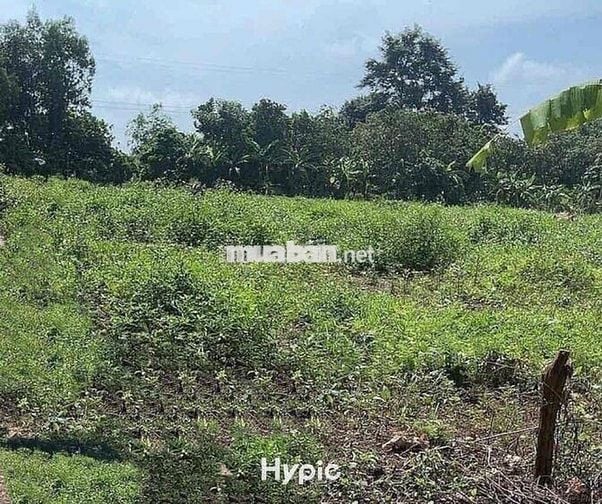 Bán Đát Sổ Riêng Thổ Cư 235m2 Chính Chủ Ở Đồng Phú