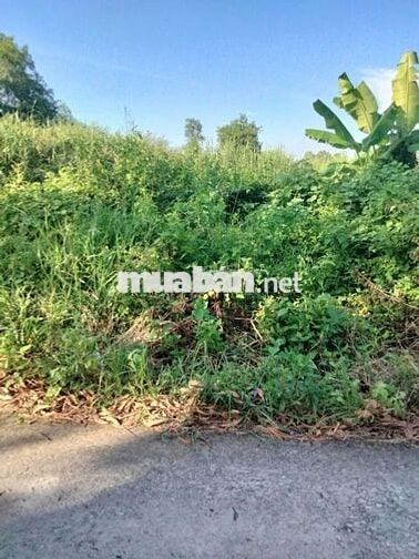 Bán đất ấp Vĩnh An, Ninh Hòa, Hồng Dân, Bạc Liêu giá chỉ 2,35 tỷ