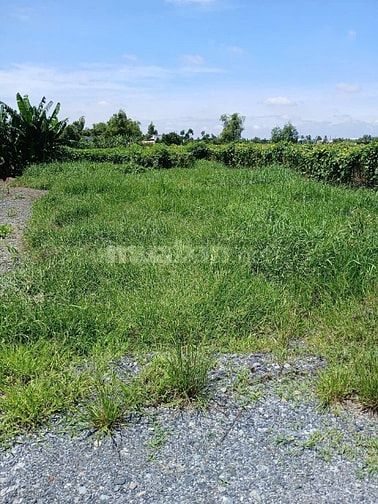 Bán Đất MT Long An , Cần Giuộc , Mỹ Lộc