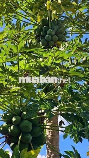 Bán đất giáp suối gần Quốc lộ 20  Định Quán, giá chỉ 850 triệu/sào