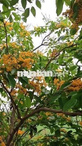Bán đất giáp suối gần Quốc lộ 20  Định Quán, giá chỉ 850 triệu/sào