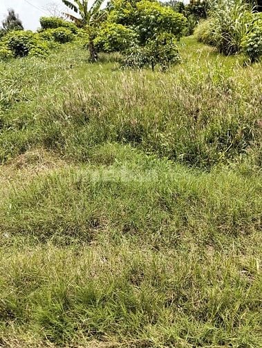 Bán Đất tại Nguyễn Văn Mỹ, Bình Tịnh, Tân Trụ, Long An, giá 780tr