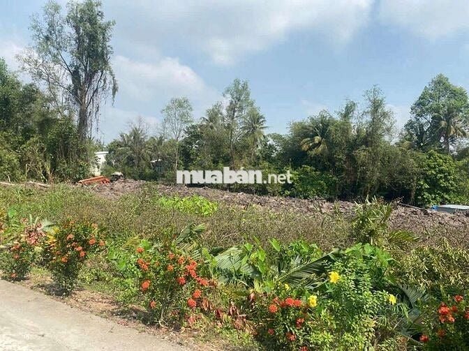 Đất nền thổ cư 100%, gần bến phà Cô Bắc, trung tâm hành chính Bình Tân