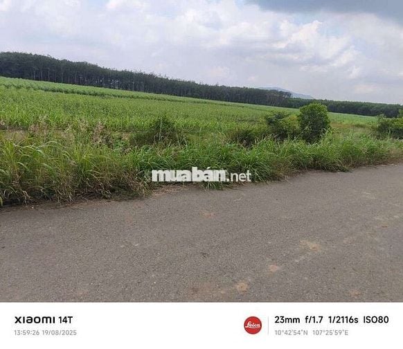 CHỈ 350 TR/1 SÀO. 3,5 ha, 300 MÉT MẶT TIỀN NHỰA XUYÊN MỘC, BRVT