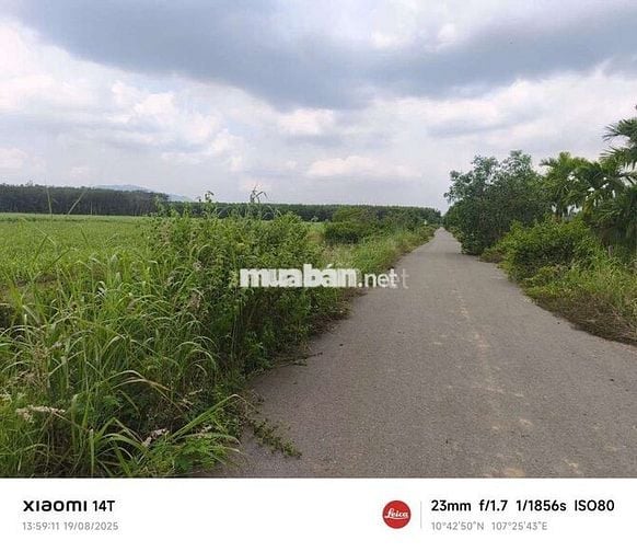 CHỈ 350 TR/1 SÀO. 3,5 ha, 300 MÉT MẶT TIỀN NHỰA XUYÊN MỘC, BRVT