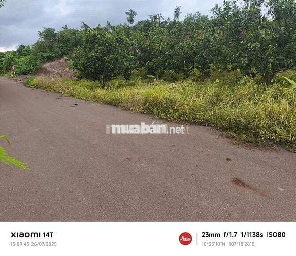 CHỈ 350 TR/1 SÀO. 3,5 ha, 300 MÉT MẶT TIỀN NHỰA XUYÊN MỘC, BRVT