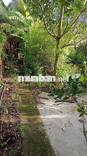 Bán 100 đất thổ cư, đường Đinh văn ước, xã hưng long tp hồ Chí Minh