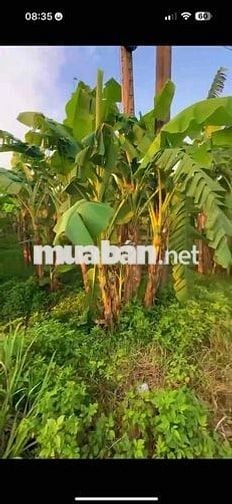 CẦN BÁN ĐẤT mặt tiền đường 118. Phú Vinh. Định Quán.