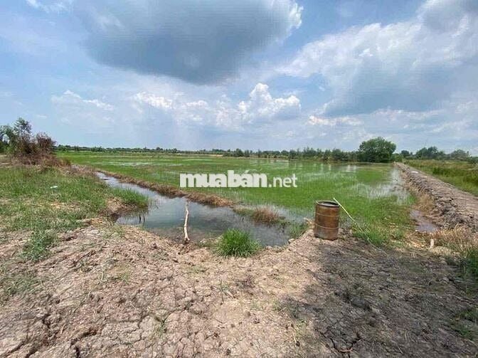 3500m2 đất vườn đường bờ kênh 12m,ấp 3 Bình Hoà Nam , SHR