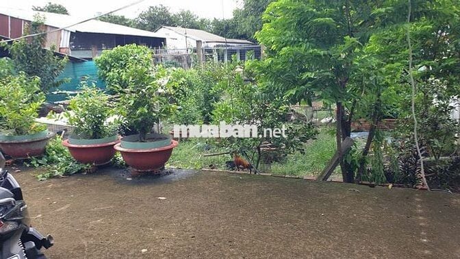Nhà vườn DT 8m*32m sẹc Song Hành, gần ngã 4 Lê Lợi & Song Hành Hóc Môn