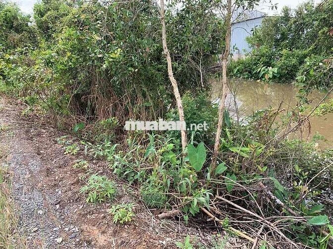 đất mỹ thạnh , thủ thừa -long an , giá 450 triệu/1000mv , lên thổ 50m