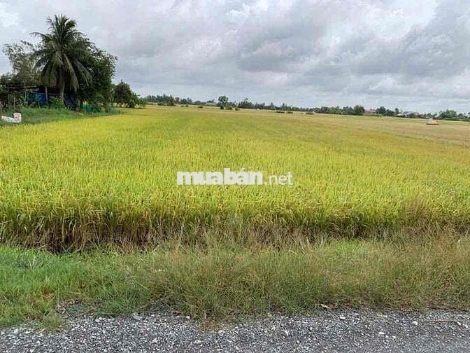 đất mỹ thạnh , thủ thừa -long an , giá 450 triệu/1000mv , lên thổ 50m