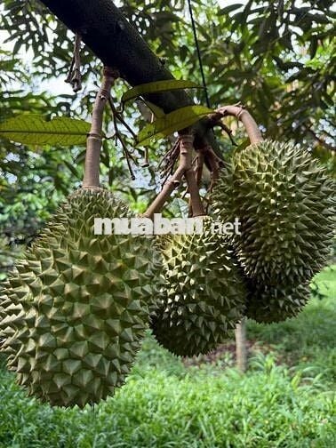BÁN VƯỜN CÂY TIỀN TỶ – SÔNG XOÀI, TP PHÚ MỸ Bà Rịa Vũng Tàu  cũ