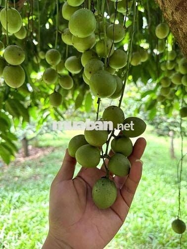 BÁN VƯỜN CÂY TIỀN TỶ – SÔNG XOÀI, TP PHÚ MỸ Bà Rịa Vũng Tàu  cũ