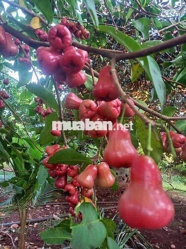 BÁN VƯỜN CÂY TIỀN TỶ – SÔNG XOÀI, TP PHÚ MỸ Bà Rịa Vũng Tàu  cũ