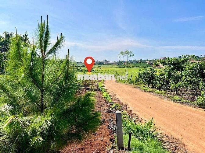 Quá rẻ cho lô đất ngang 8m, khí hậu mát mẻ, gần nhà vườn