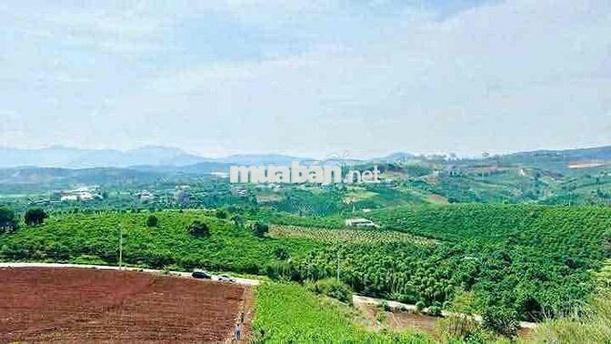CẦN BÁN GẤP lô đất Phường 11, Đà Lạt 400m2 chỉ 890 triệu.