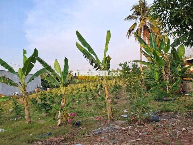 725m2 Full Thổ 1,35 tỷ. Nền cao. Khu dân xung quanh. Cách nhựa 50m