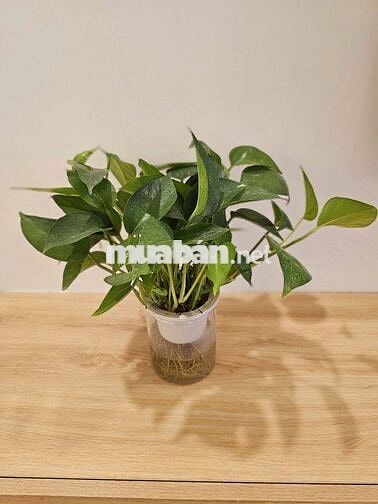 Bán CC Quang Nguyễn  3,5 tỷ, 70m2, 2PN, 2WC, đẹp xuất sắc