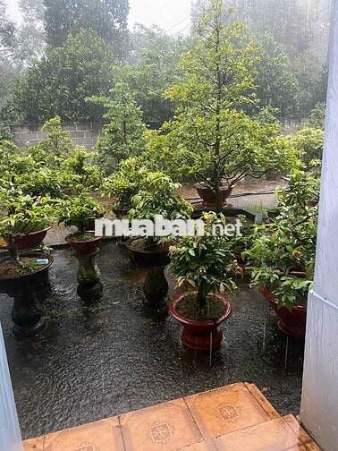 cần bán nhà mặt tiền đường lạc sơn quang trung xã gia kiệm